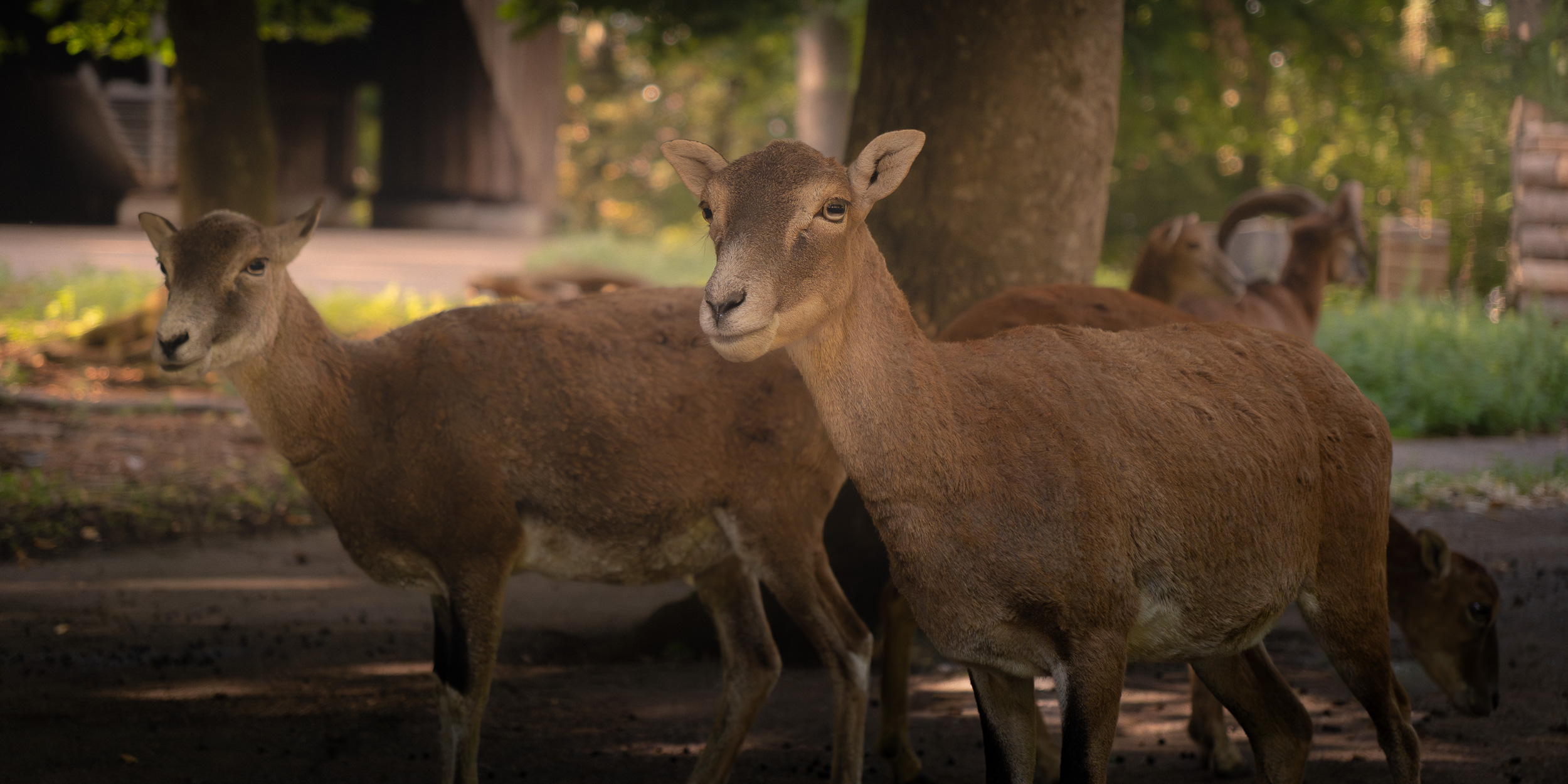 Begegnung im Wald